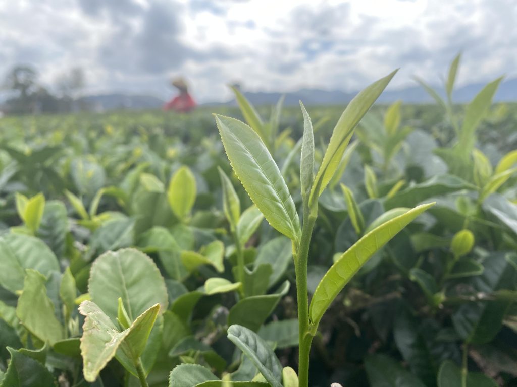 a close up of a green plant